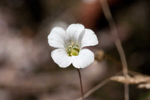 Minuartia uniflora #14